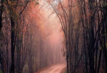 [乒乓球]亚洲杯小组赛第2轮：王艺迪VS平野美宇.